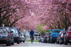 Vancouver biker rides between cherry blossoms