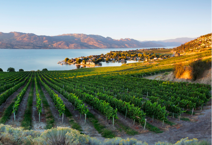 A vineyard just off the shore on Okanagan Lake